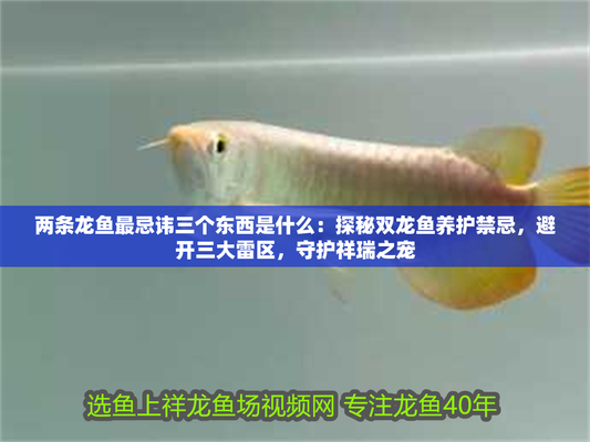 賽級紅龍魚最忌三種東西