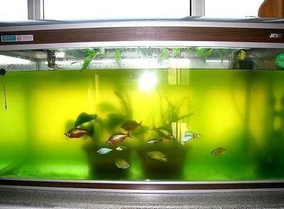 客廳放置魚缸什么位置最好 客廳適合放魚缸的位置