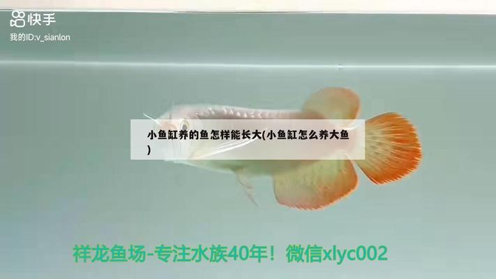 魚缸水質問題怎么處理 魚缸水質問題怎么處理好