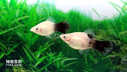 四方玻璃魚缸圖片大全大圖 四方玻璃廠有限公司 四方玻璃魚缸圖片大全大圖 四方玻璃廠有限公司 一方水族 第2張