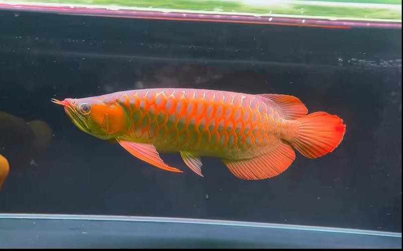 紅龍魚(yú)的品種大全圖片