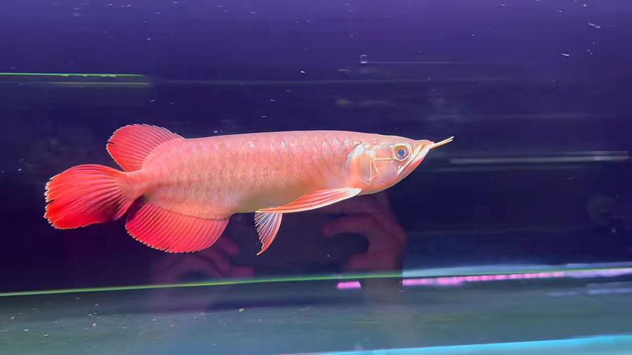 紅龍魚(yú)的品種大全圖片