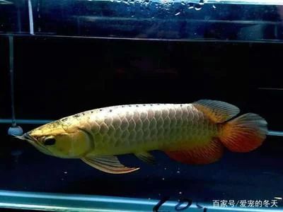 龍魚的價(jià)格與養(yǎng)殖的價(jià)格差多少：不同品種龍魚的價(jià)格與養(yǎng)殖價(jià)格差距取決于多種因素