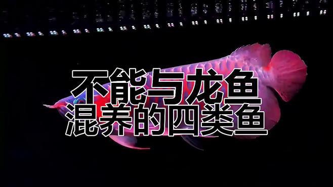 哪些魚不適合與白子招財龍魚混養(yǎng)？