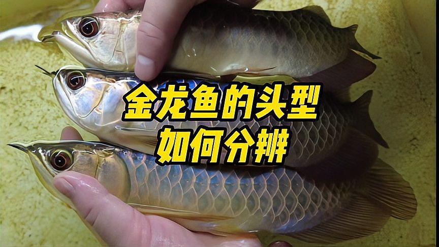 金龍魚頭部