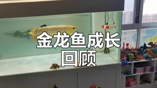 金龍魚頭部