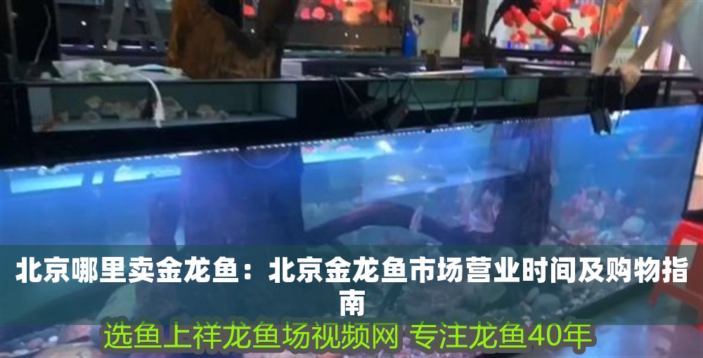 北京哪里賣金龍魚：北京金龍魚市場營業時間及購物指南