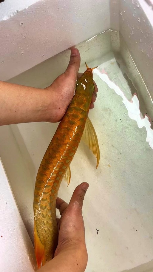 天王紅龍魚價格及圖片欣賞大全