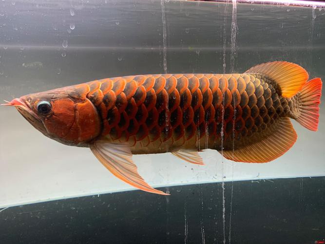 天王紅龍魚價格及圖片欣賞大全