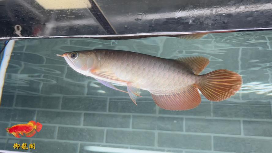 天王紅龍魚價格及圖片欣賞大全