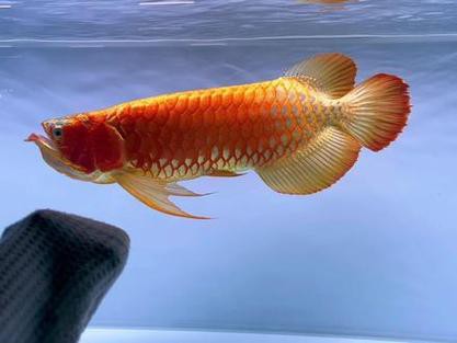 天王紅龍魚價格及圖片欣賞大全