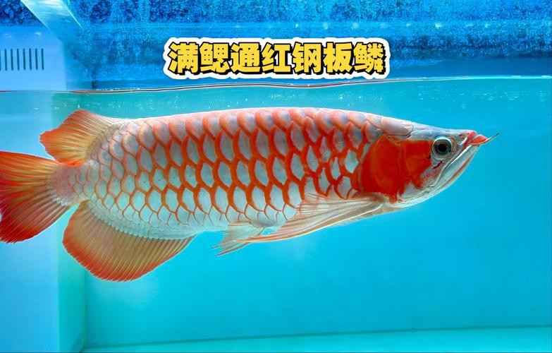 天王紅龍魚價格及圖片欣賞大全