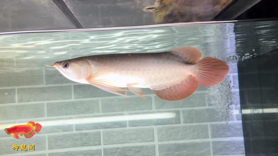 天王紅龍魚價格及圖片欣賞大全