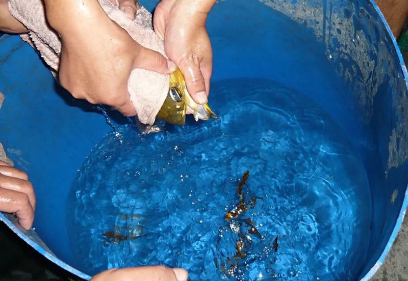 金龍魚繁殖技術