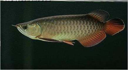 高背龍魚(yú)什么意思（觀賞魚(yú)之王——龍魚(yú)）