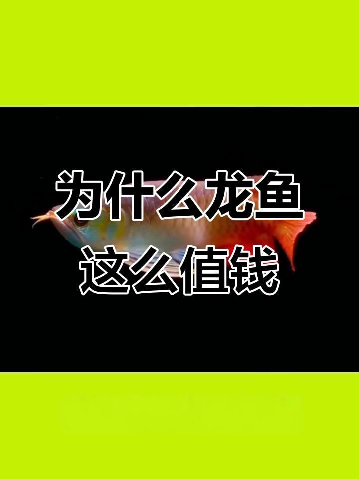 高檔龍魚的價(jià)格為什么這么高？