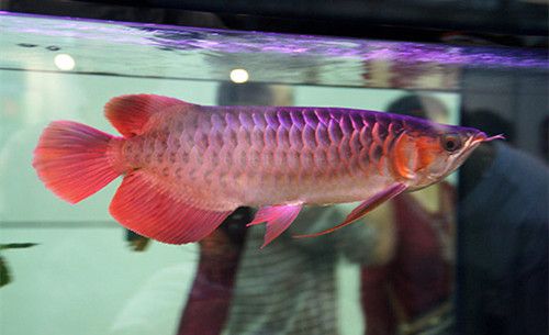 紅龍魚(yú)貴還是金龍貴啊多少錢(qián)一條（紅龍魚(yú)與金龍魚(yú)的價(jià)格對(duì)比，紅龍魚(yú)最貴的品種可以賣(mài)到31萬(wàn)以上）