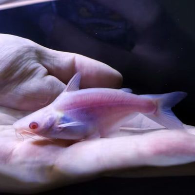 球鯊能和龍魚混養嗎，如何判斷球鯊的溫和性情,球鯊和龍魚混養的日常管理技巧