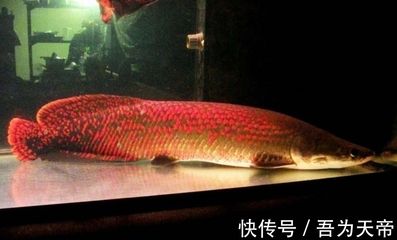 龍魚輕微張嘴呼吸是怎么回事：龍魚輕微張嘴呼吸可能由以下幾個原因引起水質問題