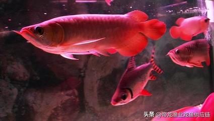龍魚的觀賞價值有哪些特點