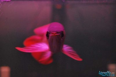 龍魚的觀賞價值有哪些特點