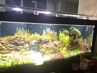 龍魚缸改草缸好不好：關于龍魚缸改草缸的問題