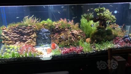 龍魚缸改草缸好不好：關于龍魚缸改草缸的問題