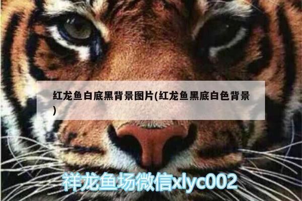 紅龍魚(yú)白底黑背景（紅龍魚(yú)白底黑背景的市場(chǎng)價(jià)格）