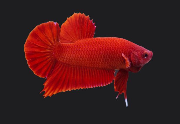 紅龍魚(yú)白底黑背景（紅龍魚(yú)白底黑背景的市場(chǎng)價(jià)格）