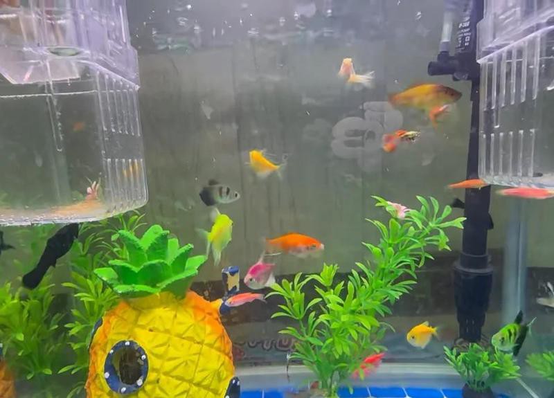 如何預防龍魚病理性拖便？