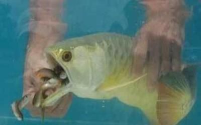 金龍魚不吃活小魚是什么原因：金龍魚不吃活小魚怎么辦