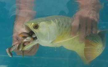 金龍魚不吃活小魚是什么原因：金龍魚不吃活小魚怎么辦