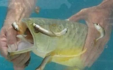金龍魚不吃活小魚是什么原因：金龍魚不吃活小魚怎么辦