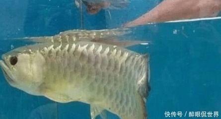 金龍魚不吃活小魚是什么原因：金龍魚不吃活小魚怎么辦