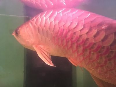 寶石龍魚，寶石龍魚的飼養方式