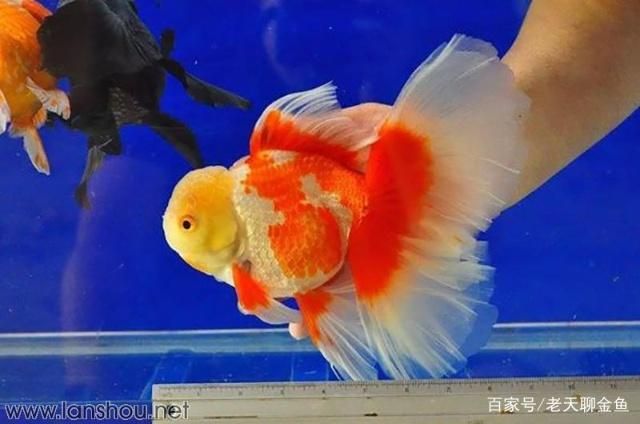 泰獅可以和龍魚混養嗎：泰獅金魚可以和哪些魚混養？