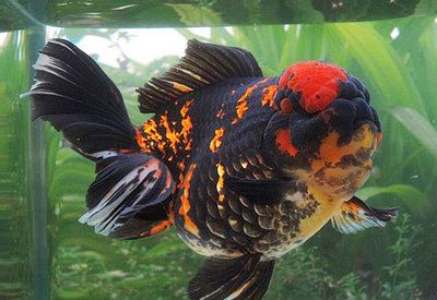 泰獅可以和龍魚混養嗎：泰獅金魚可以和哪些魚混養？