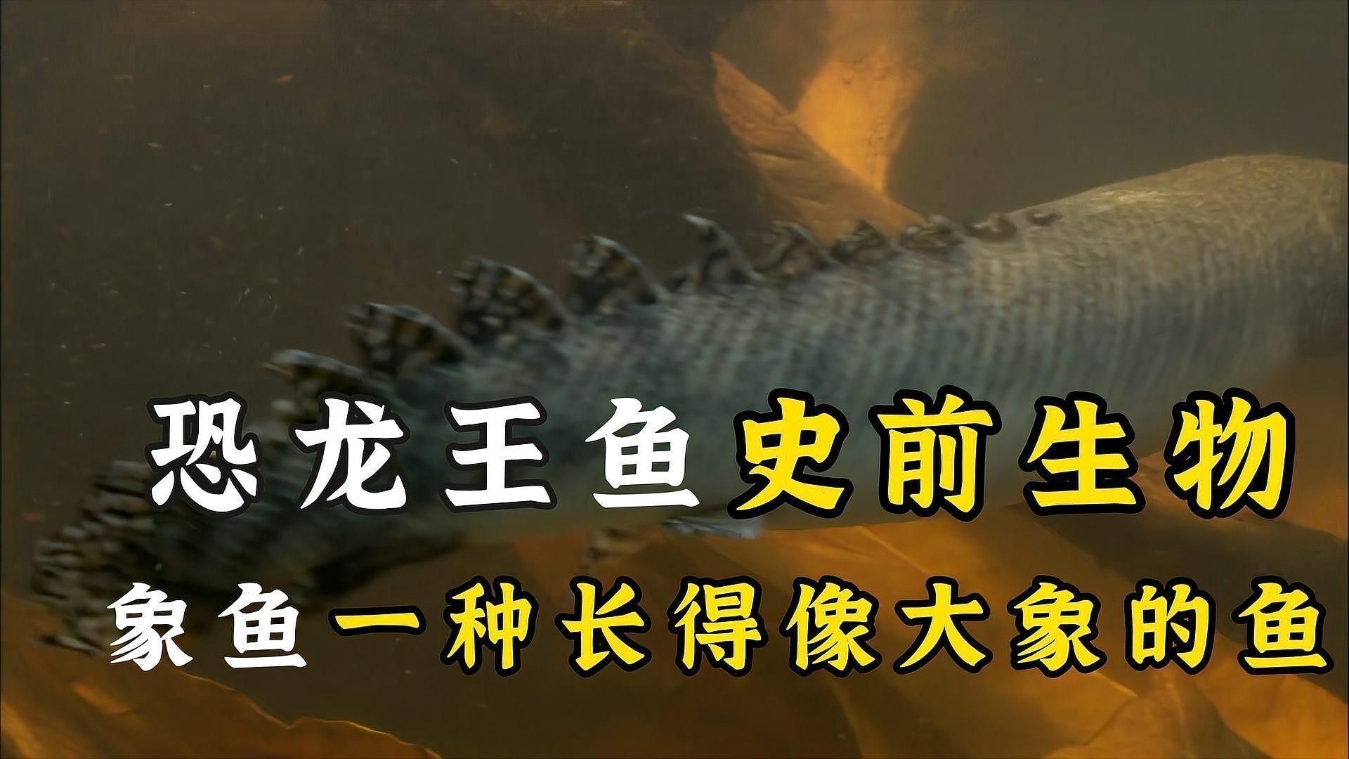 恐龍王魚