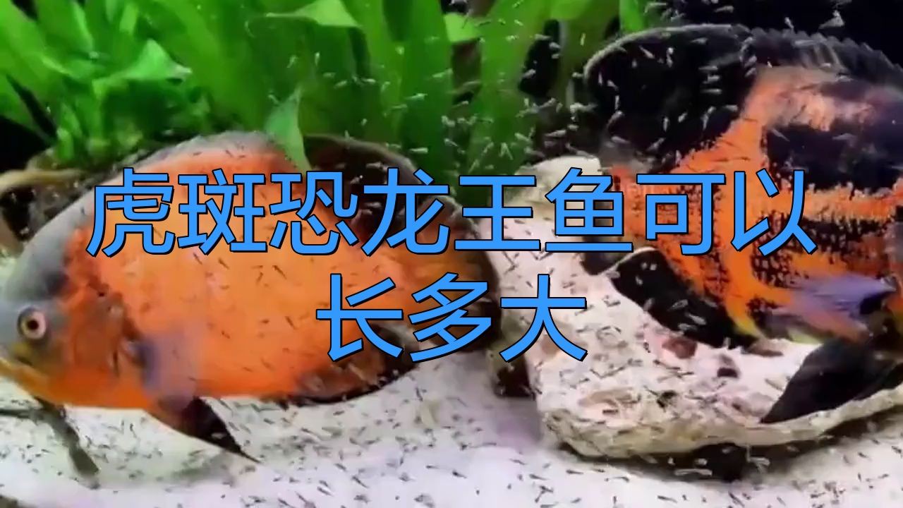 恐龍王魚