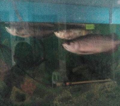 石家莊龍魚祥龍魚場地址查詢（石家莊龍魚祥龍魚場地址查詢信息）
