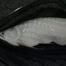 龍魚肚子癟：龍魚肚子癟可能由多種原因引起，