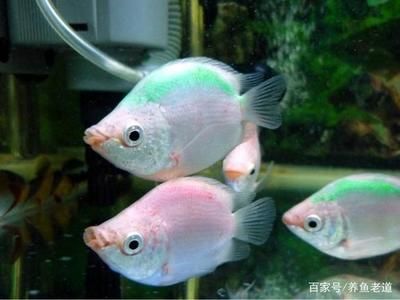斗魚和曼龍魚怎么區(qū)分（斗魚和曼龍魚在多個方面存在明顯的區(qū)別）