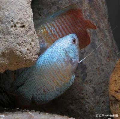 斗魚和曼龍魚怎么區(qū)分（斗魚和曼龍魚在多個方面存在明顯的區(qū)別）