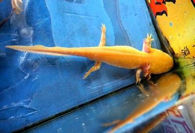 龍魚的食性分析（關于龍魚食性的詳細分析）