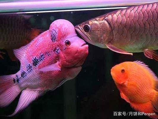龍魚虎魚羅漢混養：龍魚、虎魚和羅漢魚混養的成功案例