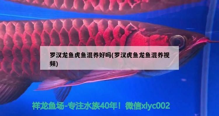 龍魚虎魚羅漢混養：龍魚、虎魚和羅漢魚混養的成功案例