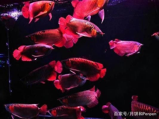 龍魚虎魚羅漢混養：龍魚、虎魚和羅漢魚混養的成功案例
