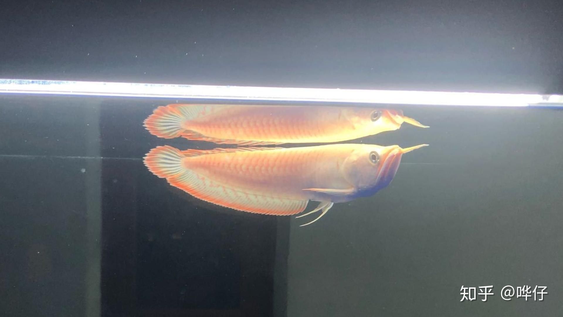 養龍魚麻煩嗎知乎：養龍魚的注意事項