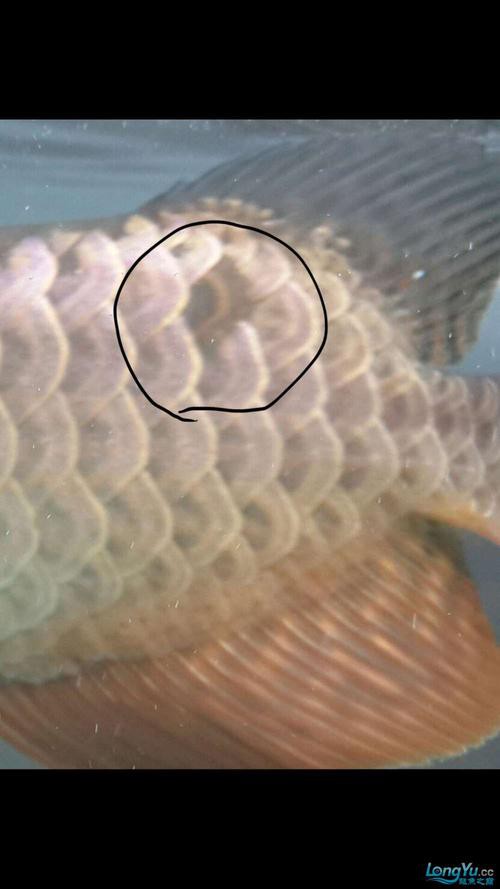 提供幾張龍魚輕微溶鱗的圖片