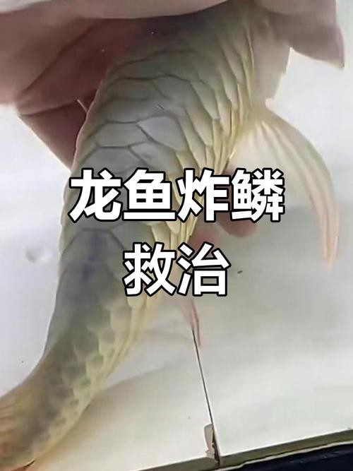提供幾張龍魚輕微溶鱗的圖片
